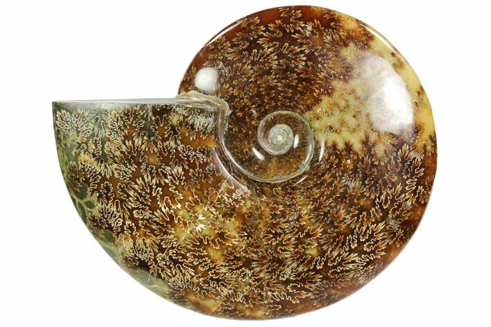 Polished, Agatized Ammonite (Cleoniceras) - Madagascar #102602